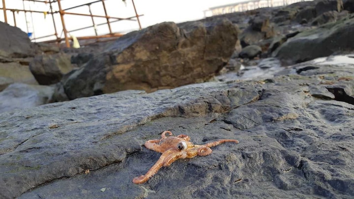 Coastal Justice: Mumbai HC puts paid to govt plans for destroying city’s coastline, coral reefs, hundreds of species with Rs 12,000 cr Coastal Road Project