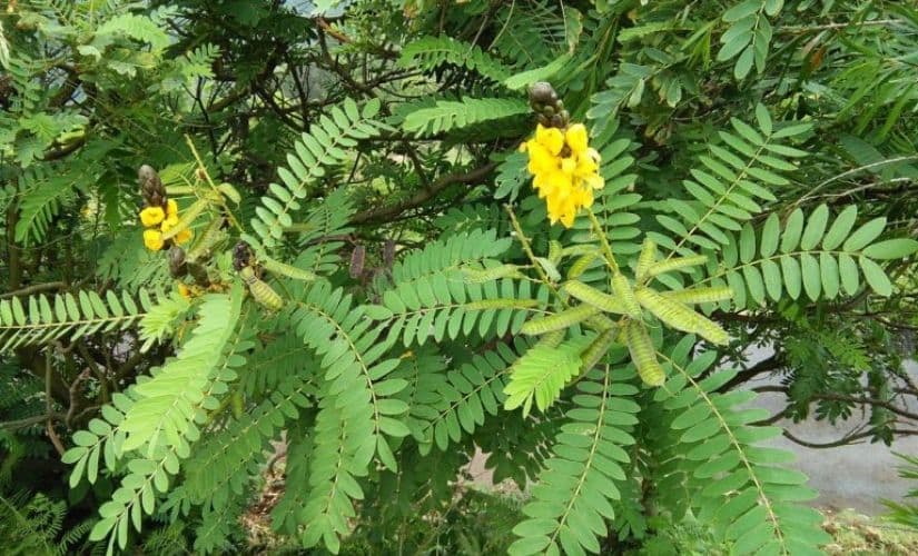Senna didymobotrya grown as an ornamental plant at Coonoor, Nilgiris, Tamil Nadu, India. Photo credit: TR Shankar Raman/Wikimedia Commons.