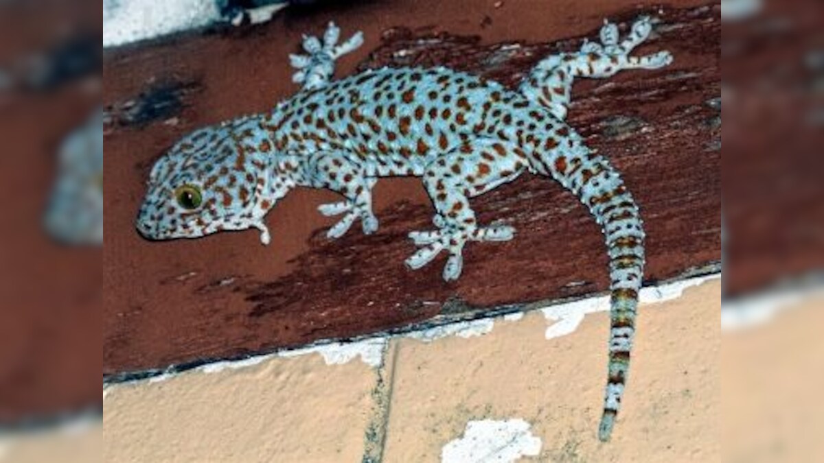 Geckos imperiled as demand from China drives brisk illegal trade in Northeast India