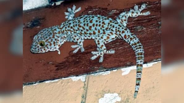 Geckos imperiled as demand from China drives brisk illegal trade in Northeast India