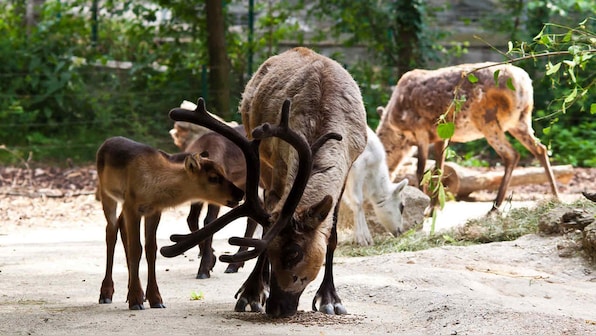 Santa Claus might not have reindeer to pull his sleigh because of climate change