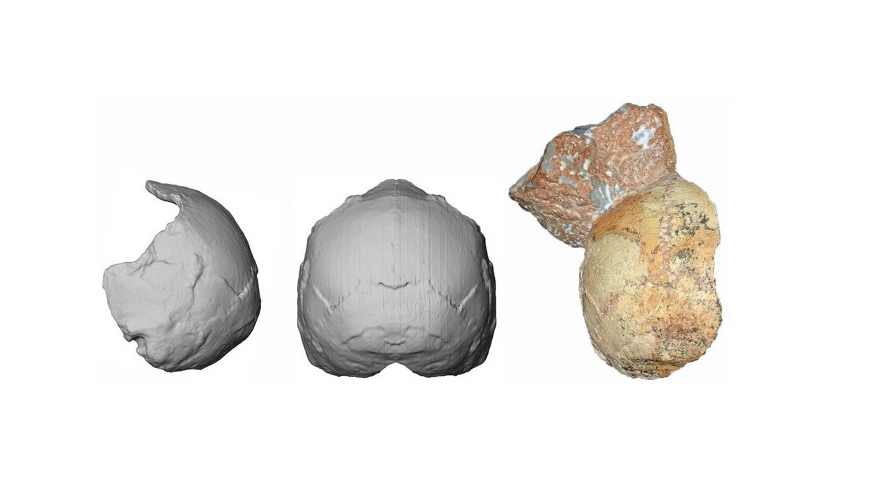 The Apidima 1 partial cranium (right) and its reconstruction from posterior view (middle) and side view (left). The rounded shape of the Apidima 1 cranium a unique feature of modern humans and contrasts sharply with Neanderthals and their ancestors. Credit: Katerina Harvati