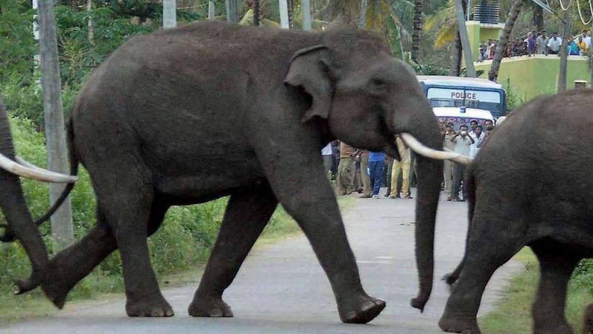 Watch: Elephant kicks dirt on man for politest reason ever; video leaves Twitter in splits