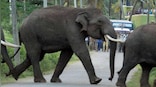 Watch: Elephant kicks dirt on man for politest reason ever; video leaves Twitter in splits