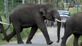 Watch: Elephant kicks dirt on man for politest reason ever; video leaves Twitter in splits