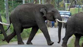Watch: Elephants let drivers move past after 'sugarcane tax'; video wins hearts