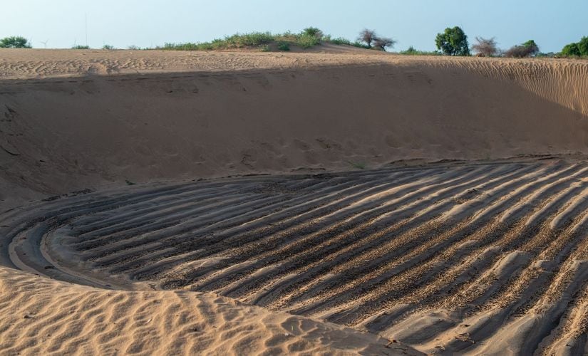 Honnureddy’s painstakingly laid out rows of plants were covered in sand in four days. P Sainath/People's Archive of Rural India