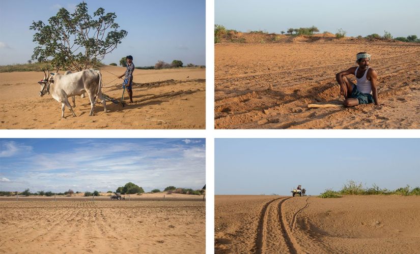 Linganna's grandson Honnur Swamy (top row, left) and Nagaraju (top row, right) are desert cultivators now, whose tractors and bullock carts (bottom row) leave deep furrows in the sand. (Top left and bottom left: Rahul M/People's Archive of Rural India/ Top right and bottom right: PSainath/People's Archive of Rural India)