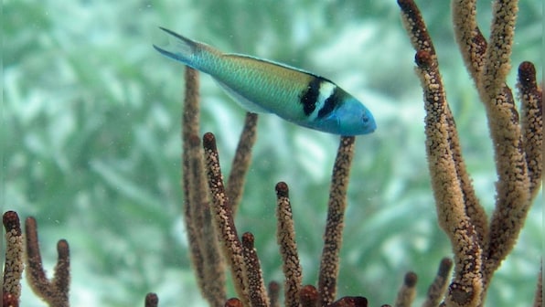 500 species of fish can change their sex in response to their environment: Research