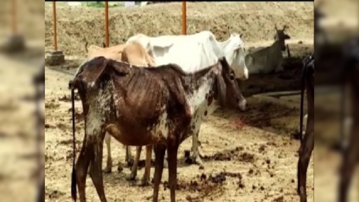 Cattle dying due to lack of ‘proper fodder’, say locals in Uttar Pradesh’s Barabanki; authorities to probe issue