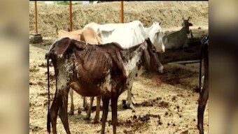 Excessive pesticides in agriculture make livestock vulnerable to aflatoxin contamination; affected dairy products can cause cancer in humans