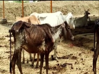 Cattle dying due to lack of ‘proper fodder’, say locals in Uttar Pradesh’s Barabanki; authorities to probe issue Cattle dying due to lack of ‘proper fodder’, say locals in Uttar Pradesh’s Barabanki; authorities to probe issue