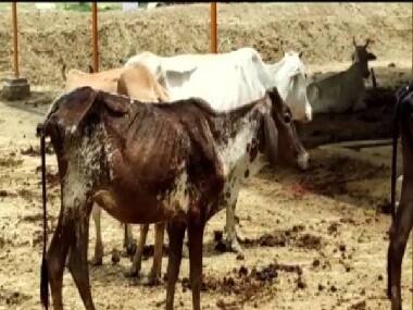 Cattle dying due to lack of ‘proper fodder’, say locals in Uttar Pradesh’s Barabanki; authorities to probe issue