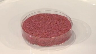 Lab-grown meat to hit markets at $10 patties six years after $280,000 burger introduced