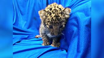 Stringent laws alone cannot end illegal wildlife trade, mindset change of customers must to demolish multibillion-dollar market