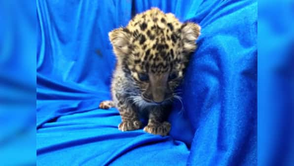 Stringent laws alone cannot end illegal wildlife trade, mindset change of customers must to demolish multibillion-dollar market