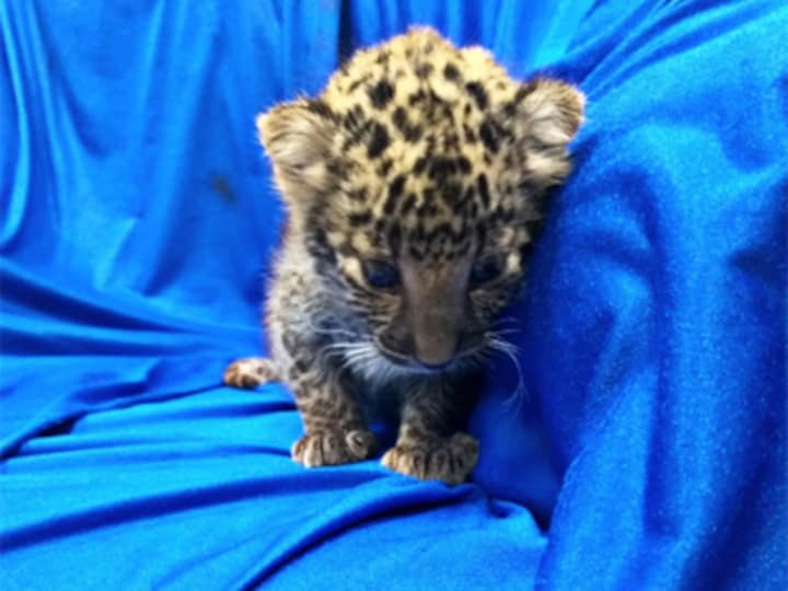 Stringent laws alone cannot end illegal wildlife trade, mindset change of customers must to demolish multibillion-dollar market