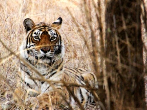 Ranthambore's star tigress Machhli finds a place in Katy Yocom's book Three Ways to Disappear Ranthambore's star tigress Machhli finds a place in Katy Yocom's book Three Ways to Disappear