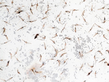 Delhi reported 83 cases of malaria and 34 of dengue this year; mosquito-breeding reported in 48,039 households Delhi reported 83 cases of malaria and 34 of dengue this year; mosquito-breeding reported in 48,039 households