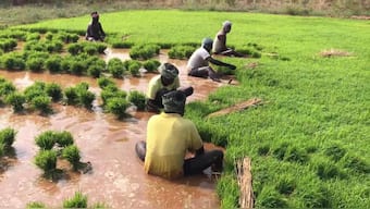 Urgent changes to farming practices are needed to rescue biodiversity, scientists say