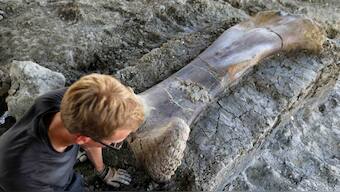 Archaeologists find 140 million year old thigh bone of plant eating dinosaur