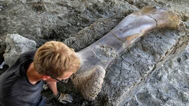 Archaeologists find 140 million year old thigh bone of plant eating dinosaur