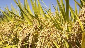 Producing coarse grains can help mitigate climate change effects on food supply