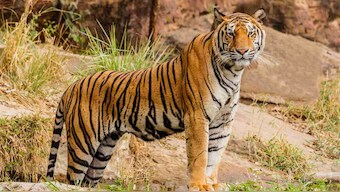 Saving tiger reserves can reap trillions in economic, ecological benefits: Report