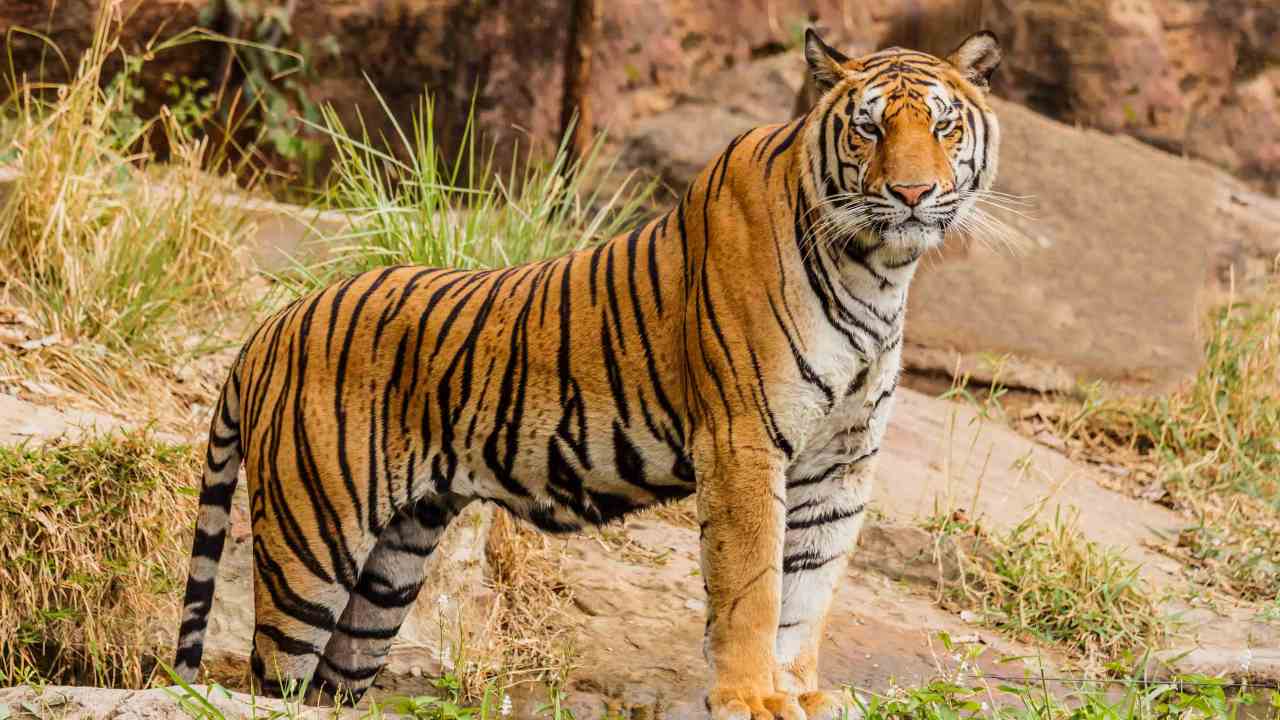 Saving tiger reserves can reap trillions in economic, ecological benefits: Report Saving tiger reserves can reap trillions in economic, ecological benefits: Report