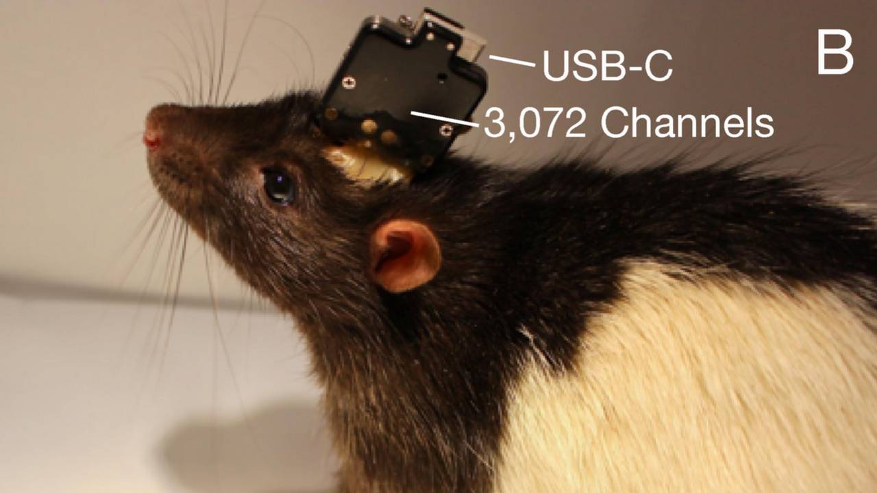 The wire system embedded in a laboratory rat Image credit: Neuralink
