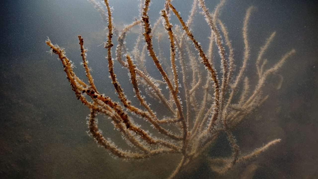 A sea fan under water. Image credit: Sejal Mehta/Marine Life of Mumbai