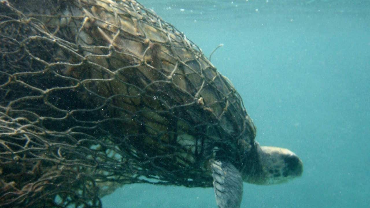 Sea turtle caught in fishing nets. Image credit: Wikimedia Commons 