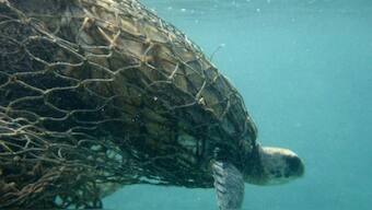 Lit fishnets can reduce chances of turtle, dolphins, whales getting caught by accident