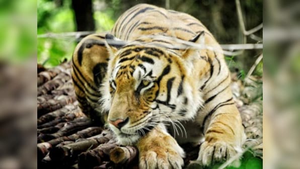 International Tiger Day: Signatories to announce progress on declaration to double population of big cat by 2022, take quiz to know more