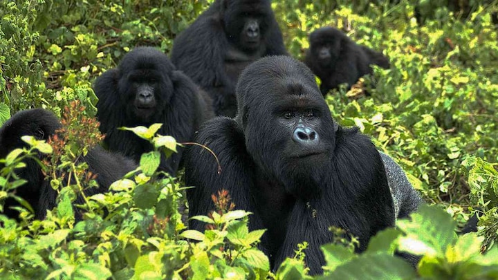 Like humans do: Gorillas form complex societies with tiers of old friends, family members