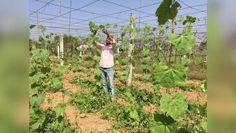 Despite environmental benefits, experts doubt efficacy of zero budget natural farming, call for nation-wide scientific studies