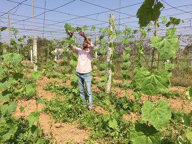 Despite environmental benefits, experts doubt efficacy of zero budget natural farming, call for nation-wide scientific studies Despite environmental benefits, experts doubt efficacy of zero budget natural farming, call for nation-wide scientific studies