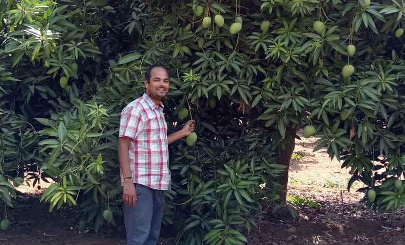 Nara Pardhasaradhi, founder of Anantha Naturals, at a mango orchard owned by the collective. Image courtesy: Prudhvi-Vegesna