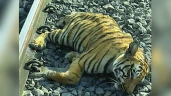 Indian Railways to fence off tracks after data reports of over 32,000 animal deaths between 2016 and 2018