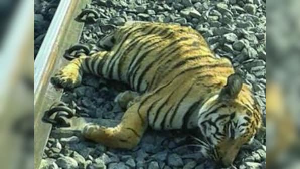 Indian Railways to fence off tracks after data reports of over 32,000 animal deaths between 2016 and 2018