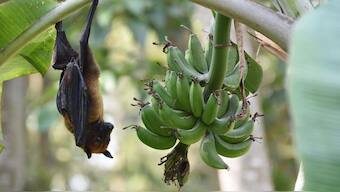 Artifical intelligence helps to identify bat species that are suspected of carrying Nipah virus in Kerala