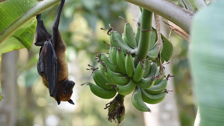 Artifical intelligence helps to identify bat species that are suspected of carrying Nipah virus in Kerala