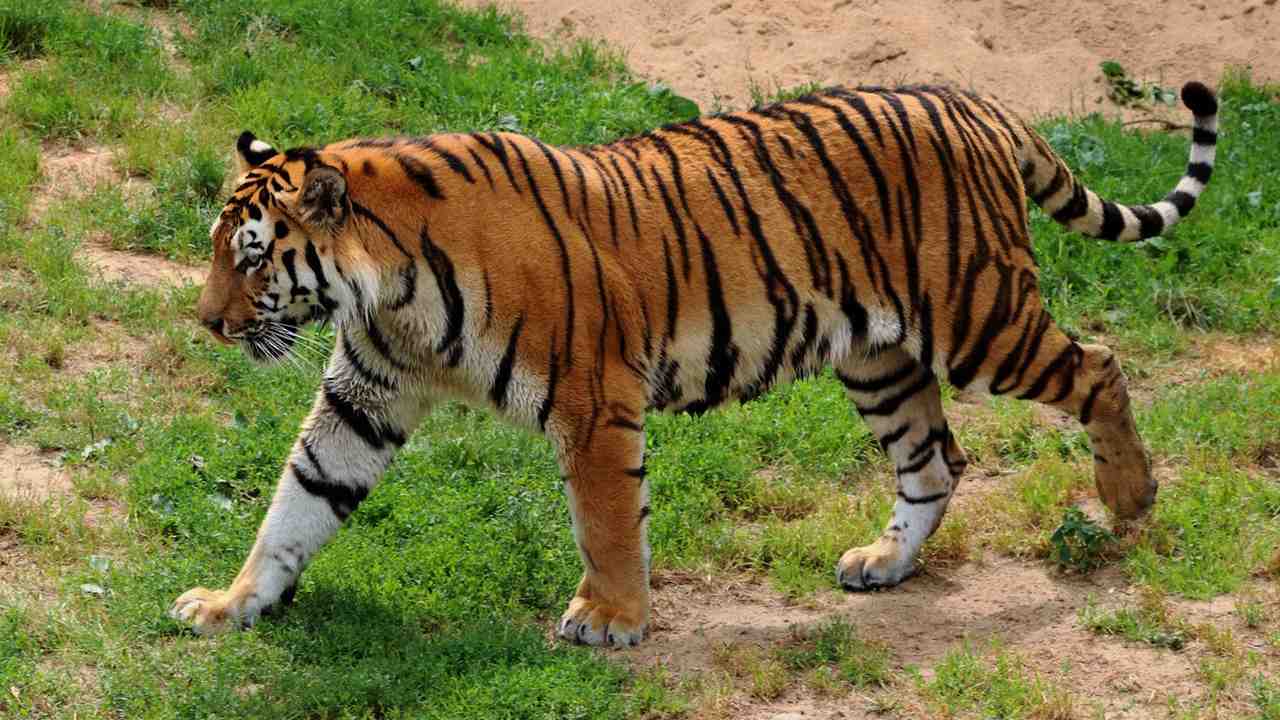 Tiger populations have increased in India. image credit: Pexels