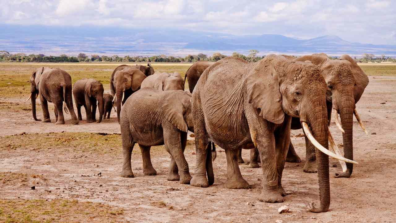 Climate change could trigger catastrophic loss of wildlife around the world  over the coming decades- Technology News, Firstpost