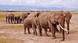 Total 1,256 cases of illegal trading, poaching of wildlife recorded between 2017-2019; 2,313 offenders arrested: Govt