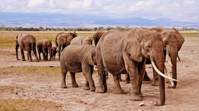 Total 1,256 cases of illegal trading, poaching of wildlife recorded between 2017-2019; 2,313 offenders arrested: Govt
