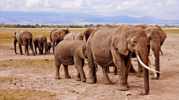Climate change and deforestation is increasing the risk of extinction of wildlife