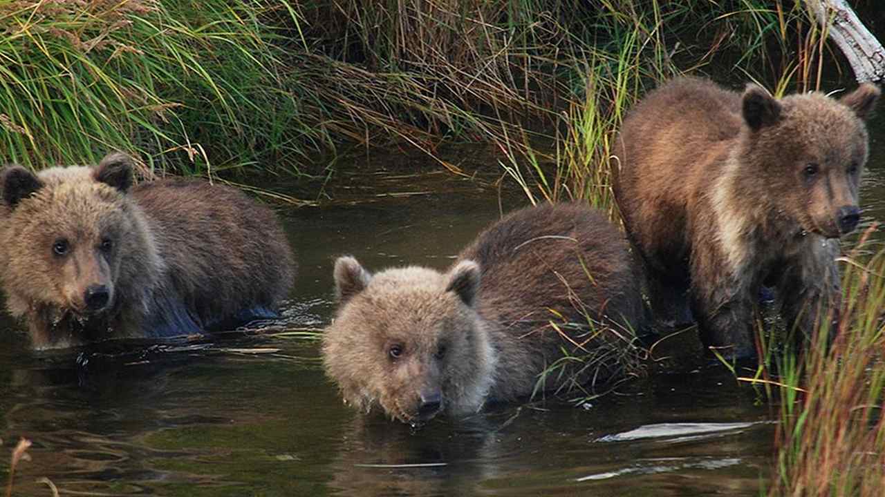 Climate change and deforestation is increasing the risk of extinction of wildlife