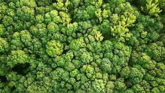 Reforest an area the size of the US to help avert complete climate breakdown