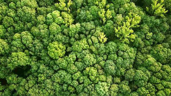 Reforest an area the size of the US to help avert complete climate breakdown